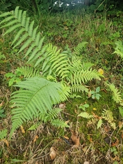 Dryopteris filix-mas