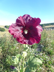 Alcea