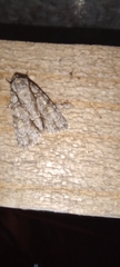 Acronicta