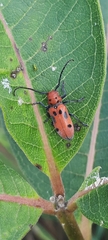 Tetraopes tetrophthalmus