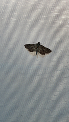 Anageshna primordialis