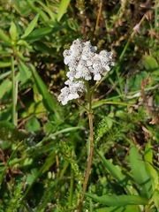 Achillea millefolium