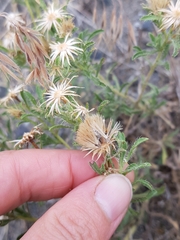 Heterotheca villosa
