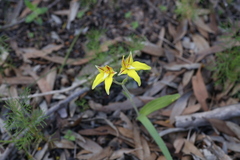 Caladenia flava flava