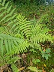 Dryopteris filix-mas