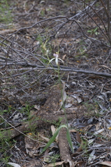 Caladenia longicauda borealis