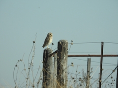 Athene cunicularia