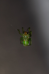 Bijoaraneus mitificus