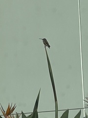 Archilochus alexandri