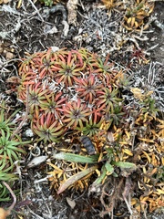 Plantaginaceae
