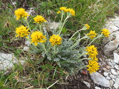 Jacobaea insubrica