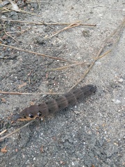 Deilephila elpenor