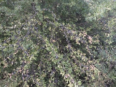 Prunus spinosa
