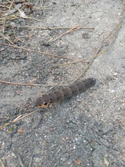 Deilephila elpenor