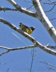 Euphonia chalybea