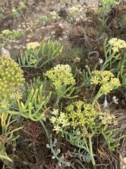Crithmum maritimum