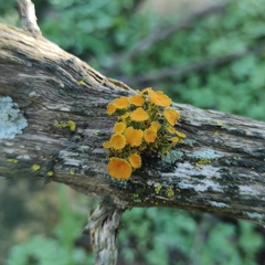 Teloschistes chrysophthalmus