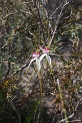 Caladenia longicauda borealis