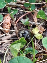 Bombus vancouverensis