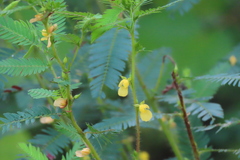 Chamaecrista nictitans aspera