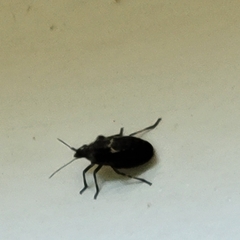 Brochymena quadripustulata