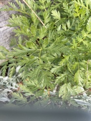 Ligusticum