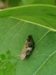 Aphrophora