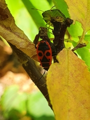 Pyrrhocoris apterus