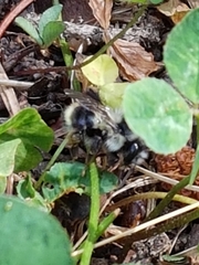 Bombus vancouverensis