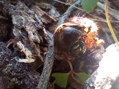 Dynastes tityus