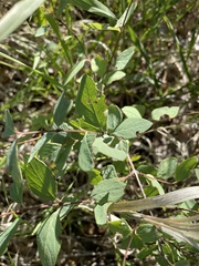 Symphoricarpos occidentalis