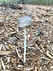 Coprinopsis