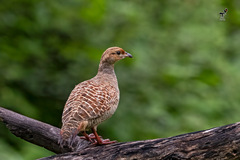 Ortygornis pondicerianus