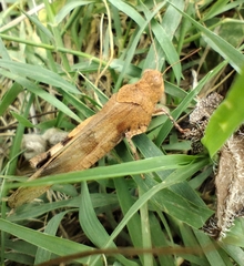 Oedipoda caerulescens