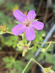 Geranium caespitosum