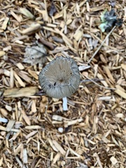 Coprinopsis