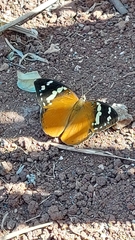 Aterica rabena
