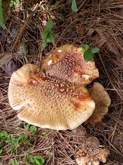 Amanita rubescens