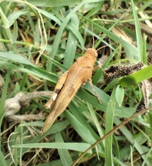 Oedipoda caerulescens