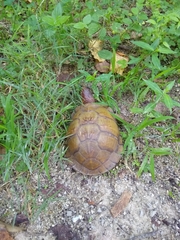 Terrapene carolina triunguis