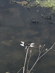 Libellula luctuosa