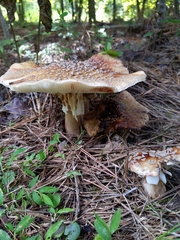 Amanita rubescens