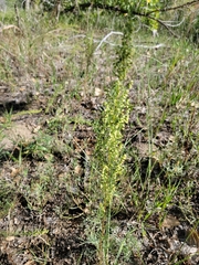 Artemisia campestris