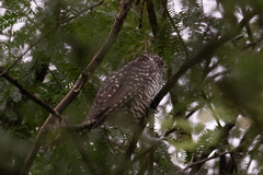 Eudynamys scolopaceus