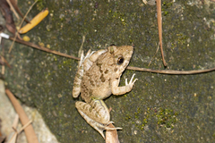 Fejervarya multistriata