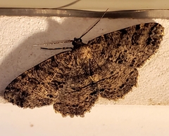 Melanolophia canadaria
