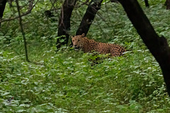 Panthera pardus fusca