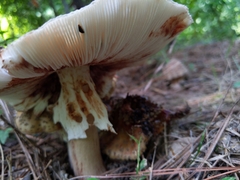 Amanita rubescens