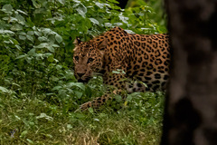 Panthera pardus fusca