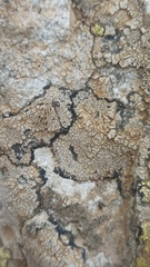Lecanoromycetes